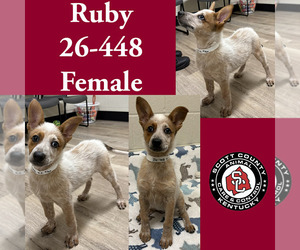 Mutt Dogs for adoption in Georgetown, KY, USA