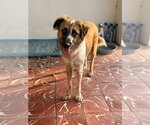 Baron - Male Australian Shepherd Dog for Adoption - Small photo
