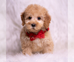 Small Photo #71 Goldendoodle (Miniature) Puppy For Sale in WARSAW, IN, USA
