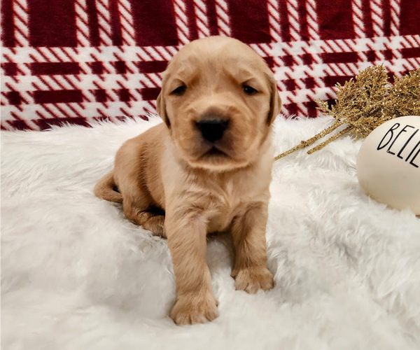 Medium Photo #2 Golden Retriever Puppy For Sale in ELMER, NJ, USA