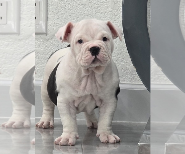 Medium Photo #1 American Bully Puppy For Sale in NORTH PORT, FL, USA