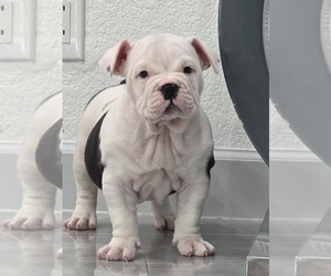 American Bully Puppy for sale in NORTH PORT, FL, USA