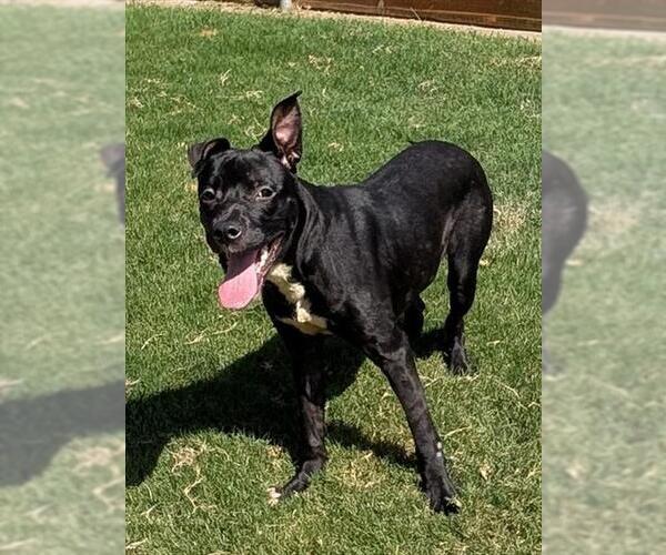 Medium Photo #2 Mutt Puppy For Sale in Plano, TX, USA