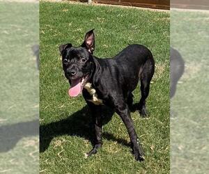 DUCKY - Female Mutt Dog for Adoption - Photo #2