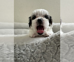 Image preview for Ad Listing. Nickname: Sadie