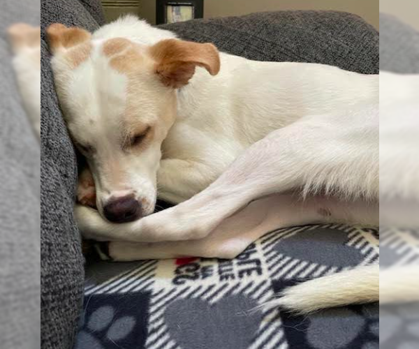 Medium Photo #9 Labrador Retriever-Unknown Mix Puppy For Sale in Brooklyn Center, MN, USA
