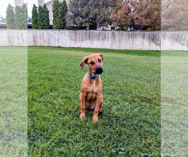 Medium Photo #10 Mutt Puppy For Sale in Sandy, UT, USA