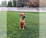 Small Photo #10 Mutt Puppy For Sale in Sandy, UT, USA