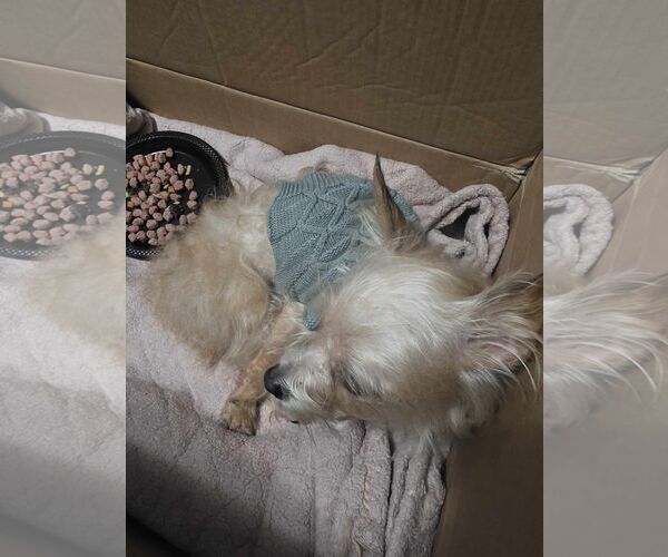 Medium Photo #2 Mutt Puppy For Sale in Spring, TX, USA