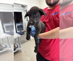 Small #1 Mutt