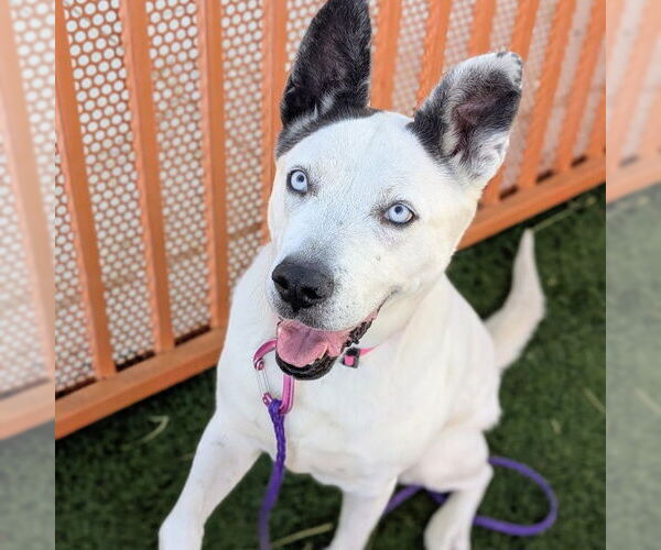 Medium Photo #2 Siberian Husky-Unknown Mix Puppy For Sale in Las Vegas, NV, USA