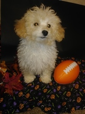 Bichon Frise Puppy for sale in PLYMOUTH, IN, USA