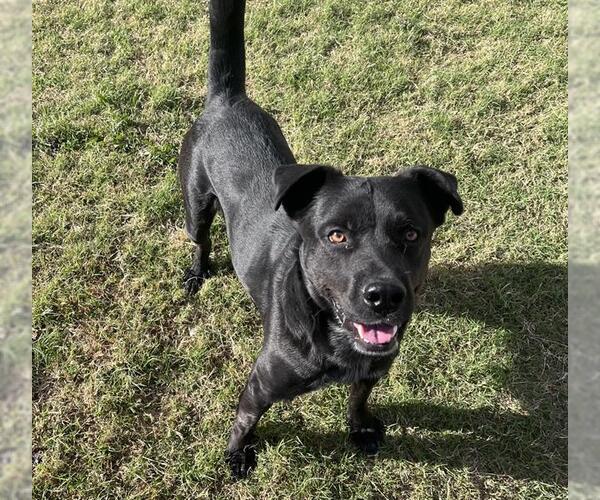 Medium Photo #2 American Staffordshire Terrier-Labrador Retriever Mix Puppy For Sale in Grand Prairie, TX, USA