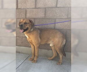 Mastiff Dogs for adoption in Salinas, CA, USA