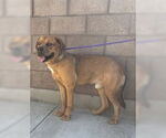 Small Mastiff