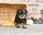 Small #8 Schnauzer (Miniature)