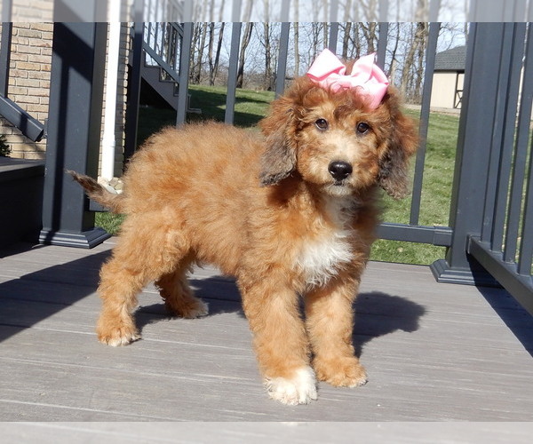 Medium Photo #3 Aussiedoodle Miniature  Puppy For Sale in MILLERSBURG, OH, USA