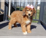 Small Photo #3 Aussiedoodle Miniature  Puppy For Sale in MILLERSBURG, OH, USA