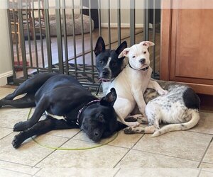Spotty - Male Mutt Dog for Adoption - Photo #13