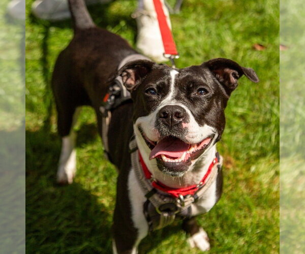 Medium Photo #29 Mutt Puppy For Sale in Canton, CT, USA