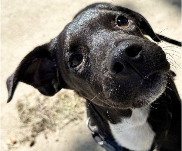 Medium Photo #3 Mutt Puppy For Sale in Sanford, FL, USA