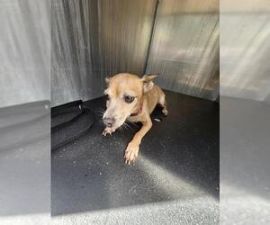 Chihuahua-Unknown Mix Dogs for adoption in San Antonio, TX, USA