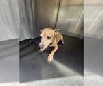 Small Chihuahua Mix