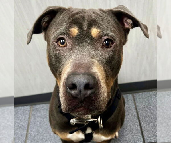 Medium Photo #3 Mutt Puppy For Sale in Canton, CT, USA