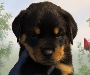 Medium Rottweiler