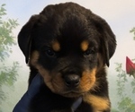 Puppy Puppy 2 Rottweiler