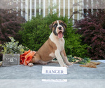 Small Photo #6 Boxer Puppy For Sale in SHILOH, OH, USA