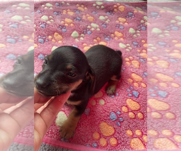 Medium Photo #1 Dachshund Puppy For Sale in OLYMPIA, WA, USA