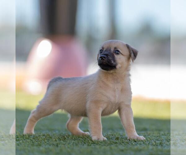 Medium Photo #4 Dachshund-Unknown Mix Puppy For Sale in San Diego, CA, USA