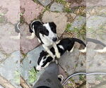 Small #4 Mutt