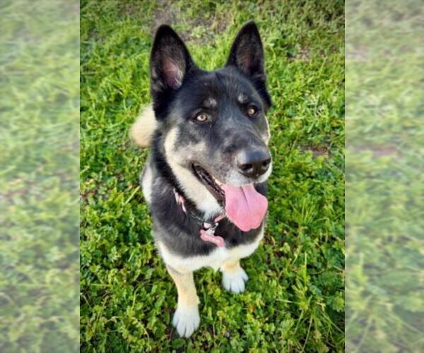 Medium Photo #1 Akita-Siberian Husky Mix Puppy For Sale in Santa Cruz, CA, USA