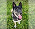 Small Akita-Siberian Husky Mix