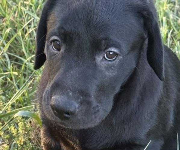 Medium Photo #10 Labrador Retriever Puppy For Sale in SPOTSYLVANIA, VA, USA
