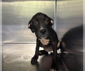 Mutt Dogs for adoption in Woodbury, NY, USA