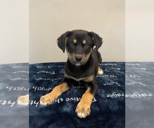 Medium Photo #2 Siberian Husky-Unknown Mix Puppy For Sale in Osgood, IN, USA