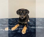Small #1 Siberian Husky Mix
