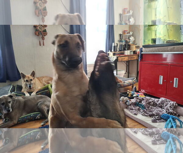 Medium Photo #13 German Shepherd Dog-Unknown Mix Puppy For Sale in Sebec, ME, USA