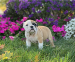 Small Photo #7 English Bulldog Puppy For Sale in NAPPANEE, IN, USA