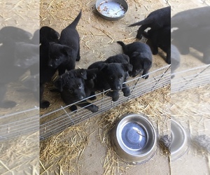 German Shepherd Dog Puppy for sale in OREGONIA, OH, USA