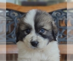 Small Photo #36 Great Pyrenees Puppy For Sale in HILLSVILLE, VA, USA