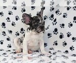 Small Photo #4 French Bulldog Puppy For Sale in SADDLE RIVER, NJ, USA