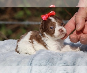 Poodle (Toy) Puppy for sale in DYERSBURG, TN, USA