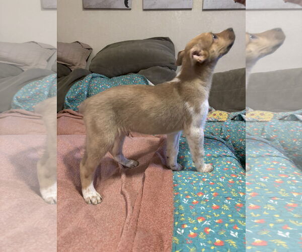 Medium Photo #3 Shepradors Puppy For Sale in McKinney, TX, USA