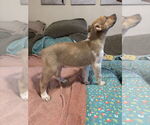 Small #2 Shepradors