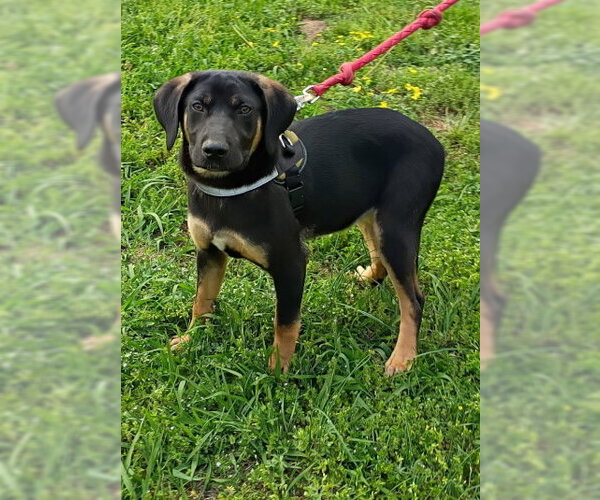 Medium Photo #3 Catahoula Leopard Dog-Coonhound Mix Puppy For Sale in Mountain View, AR, USA
