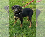 Small #2 Catahoula Leopard Dog-Coonhound Mix